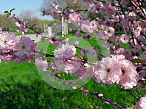 Blooming trees branches - pink flowers