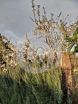 Blooming trees, juniper against the sky, countyside