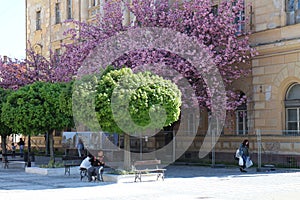 Blooming trees on Klapka square in KomÃÂ¡rno