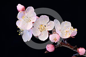 Blooming trees macro. Pink apricot or cherry blossoms on a black isolated background