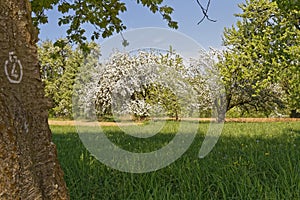 Blooming trees on a meadow