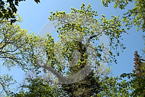 The blooming trees at the mountains at Hirschberg in spring BergstraÃŸe, Odenwald