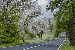 Blooming Trees In North Germany