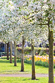 Blooming trees in a park