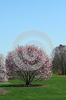 Blooming trees in a park