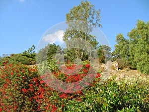 Blooming Trees and Plantation on Pomona Valley Hills, California