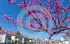 Blooming trees in residential neighborhood