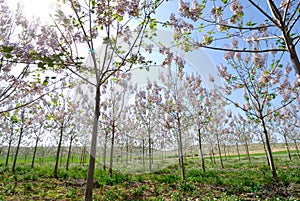 Blooming trees at spring