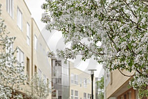 Blooming trees in a spring city