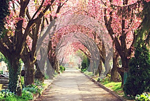 Blooming trees in spring photo