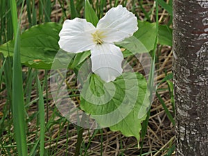 Blooming Trillium Grandiflorum flower framed by grass and a tree photo