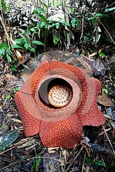 Blooming tropical giant flower Rafflesia keithii also know as corpse flower
