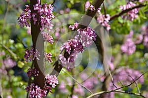 Blooming trunk of Judas tree