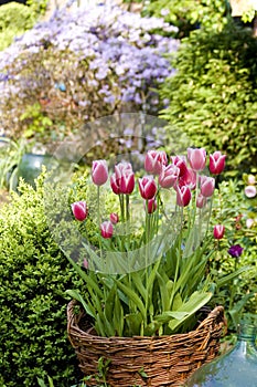 Blooming Tulip Basket
