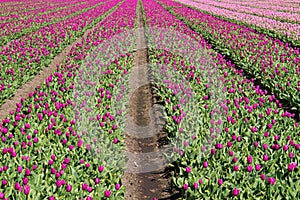 Blooming Tulip field