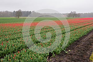 Blooming Tulip field with red flowers