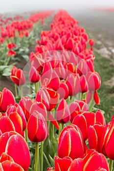 Blooming tulip fields in the fog