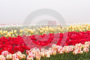 Blooming tulip fields in the fog