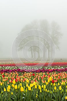 Blooming tulip fields with tree