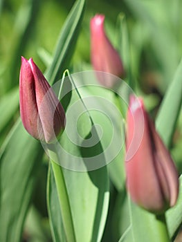 Blooming tulip flowers