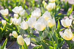 Blooming tulip flowers field