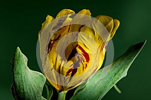 Blooming Tulip La Courtine Parrot on a green background