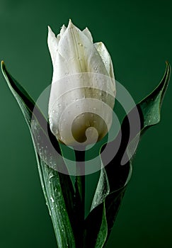 Blooming Tulip white master on a green background