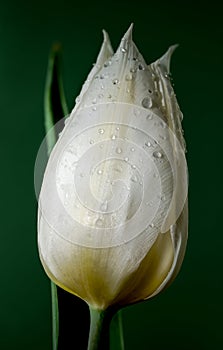 Blooming Tulip white master on a green background