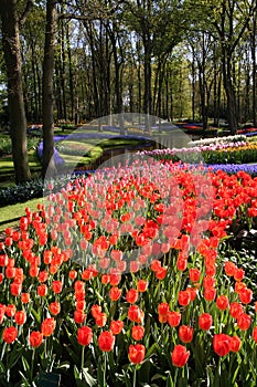 Blooming tulips photo