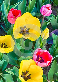Blooming Tulips