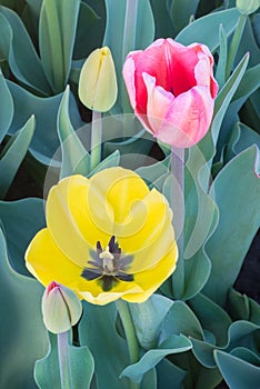 Blooming Tulips