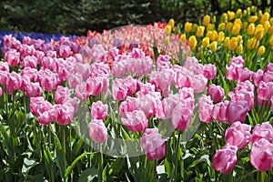 Blooming tulips