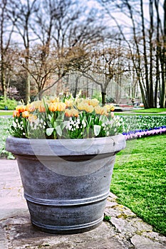 Blooming tulips in big flower pot