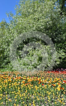 Blooming tulips and bird cherry