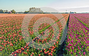 Blooming tulips in converging flower beds