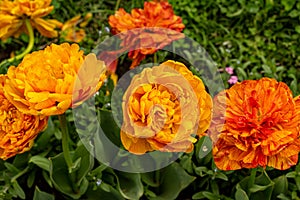 blooming tulips of different colors on the lawn