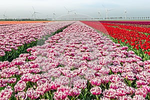 Blooming tulips in the Dutch spring season