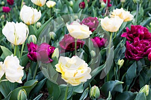 Blooming tulips field in Holland, springtime - beautiful floral green background