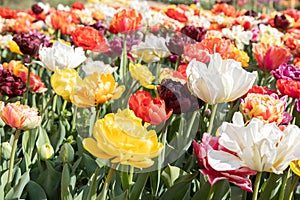 Blooming tulips field in Holland, springtime - beautiful floral green background