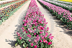 Blooming tulips field in Holland, springtime - beautiful floral green background