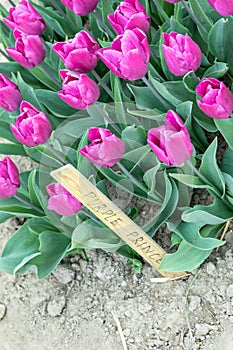 Blooming tulips field in Holland, springtime - beautiful floral green background