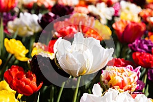 Blooming tulips field in Holland, springtime - beautiful floral green background