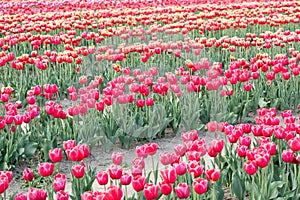 Blooming tulips field in Holland, springtime - beautiful floral green background