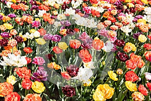 Blooming tulips field in Holland, springtime - beautiful floral green background