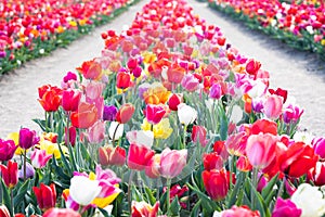 Blooming tulips field in Holland, springtime - beautiful floral green background