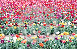 Blooming tulips field in Holland, springtime - beautiful floral green background