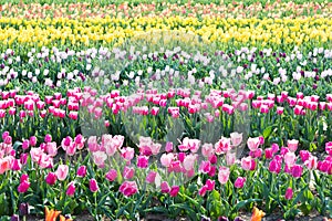 Blooming tulips field in Holland, springtime - beautiful floral green background