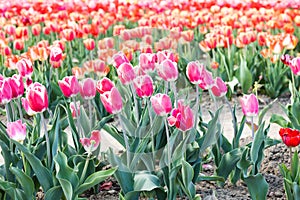 Blooming tulips field in Holland, springtime - beautiful floral green background