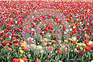 Blooming tulips field in Holland, springtime - beautiful floral green background