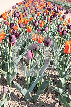 Blooming tulips field in Holland, springtime - beautiful floral green background